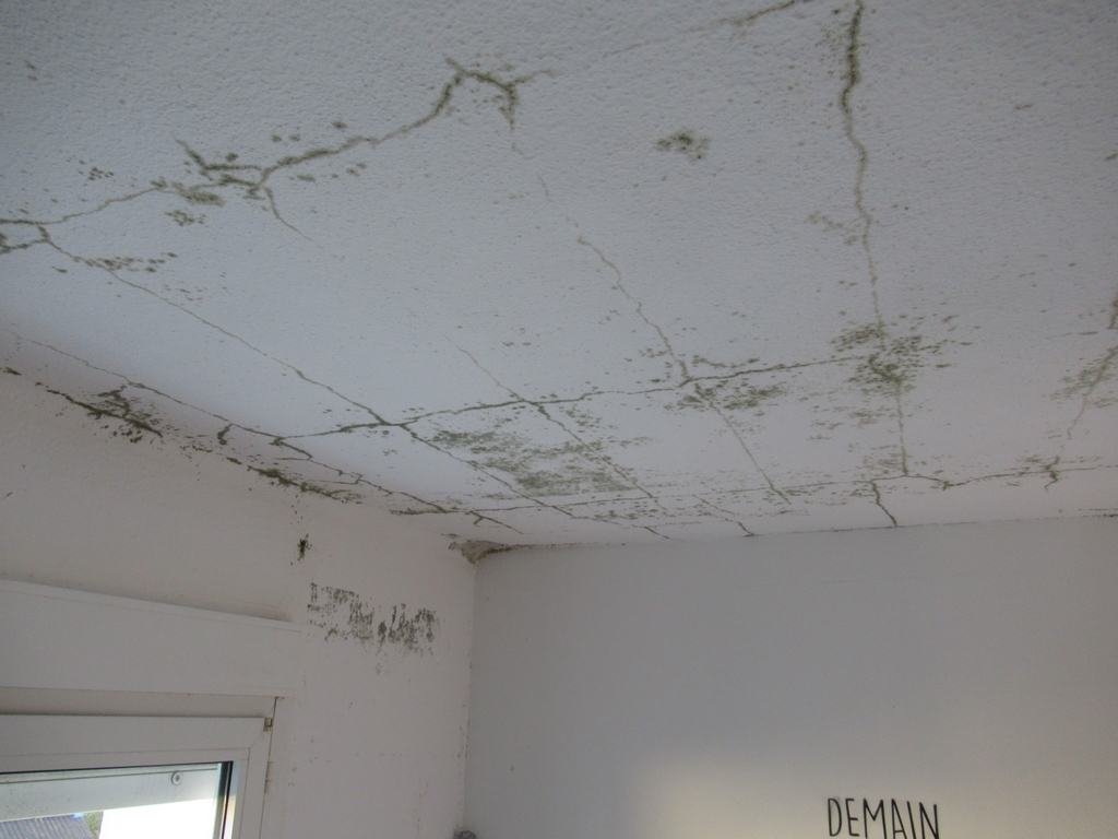 Moisissures visibles dans un appartement